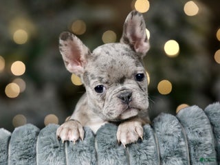 Frenchton dogs Gumbo - Ad 10