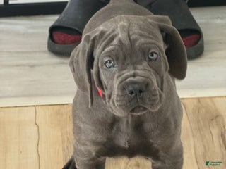 Cane Corso dogs Rocco - Ad 5