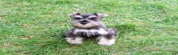 Miniature Schnauzer dogs for sale: Winter - Ad 7