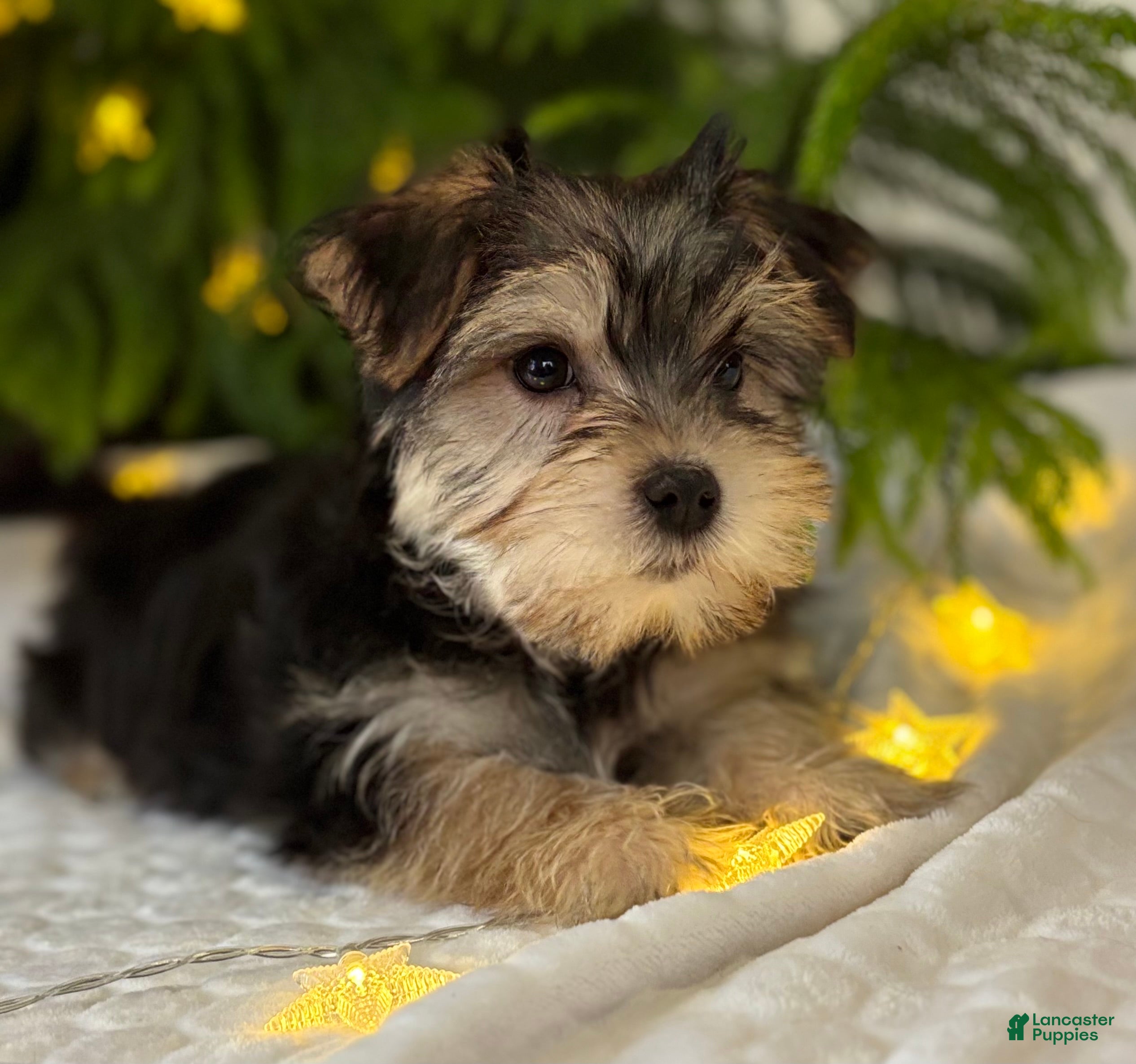 Morkie dogs Noel - Ad 39