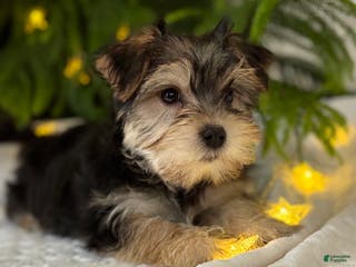 Morkie dogs Noel - Ad 34