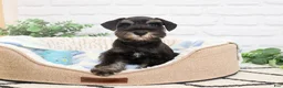 Miniature Schnauzer dogs for sale: Louie  - Ad 4