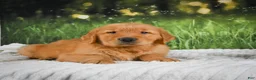 Golden Retriever dogs for sale: Joey - Ad 12