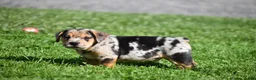 Beabull dogs for sale: Denver - Ad 7