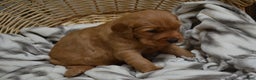 Golden Retriever dogs for sale: Bambi - Ad 14