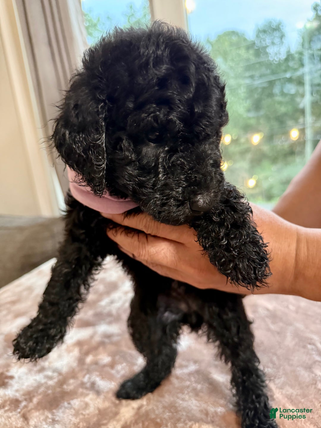 Standard Poodle dogs for sale: Standard Poodle Puppy 5 - Ad 5