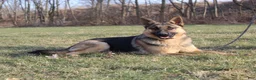 German Shepherd dogs for sale: Atlas - Ad 8