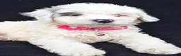 Mini Aussiedoodle dogs for sale: Debbie - Ad 5