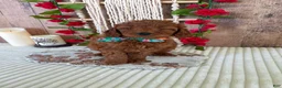 Mini Goldendoodle dogs for sale: Mr. Iris - Ad 3