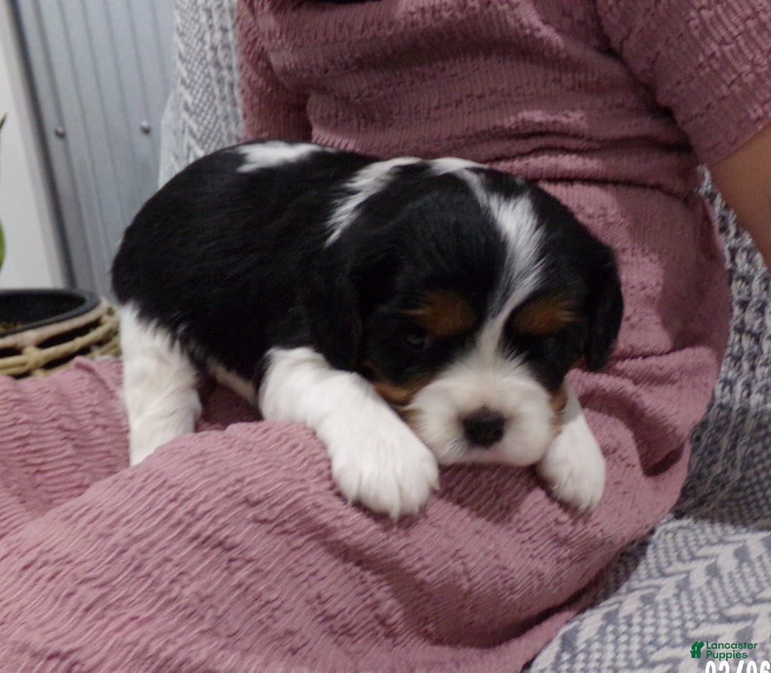 Cavalier King Charles Spaniel dogs for sale: Cavalier King Charles Spaniel Puppy 3 - Ad 5