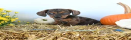 Miniature Dachshund dogs for sale: Myles - Ad 2