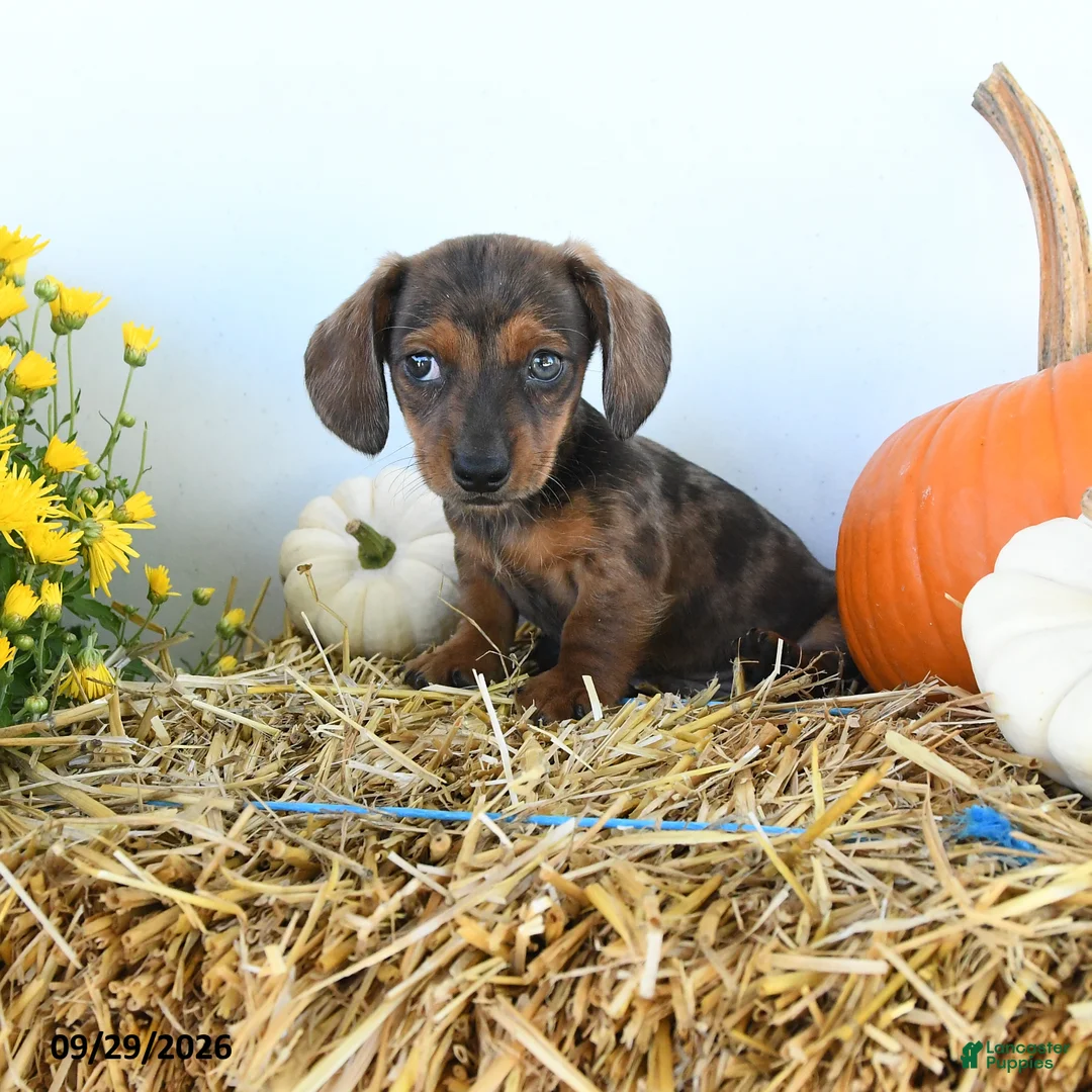 Miniature Dachshund dogs for sale: Myles - Ad 2