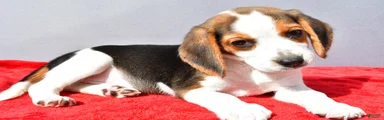 Della