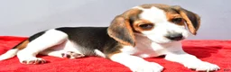 Beagle dogs for sale: Della - Ad 1