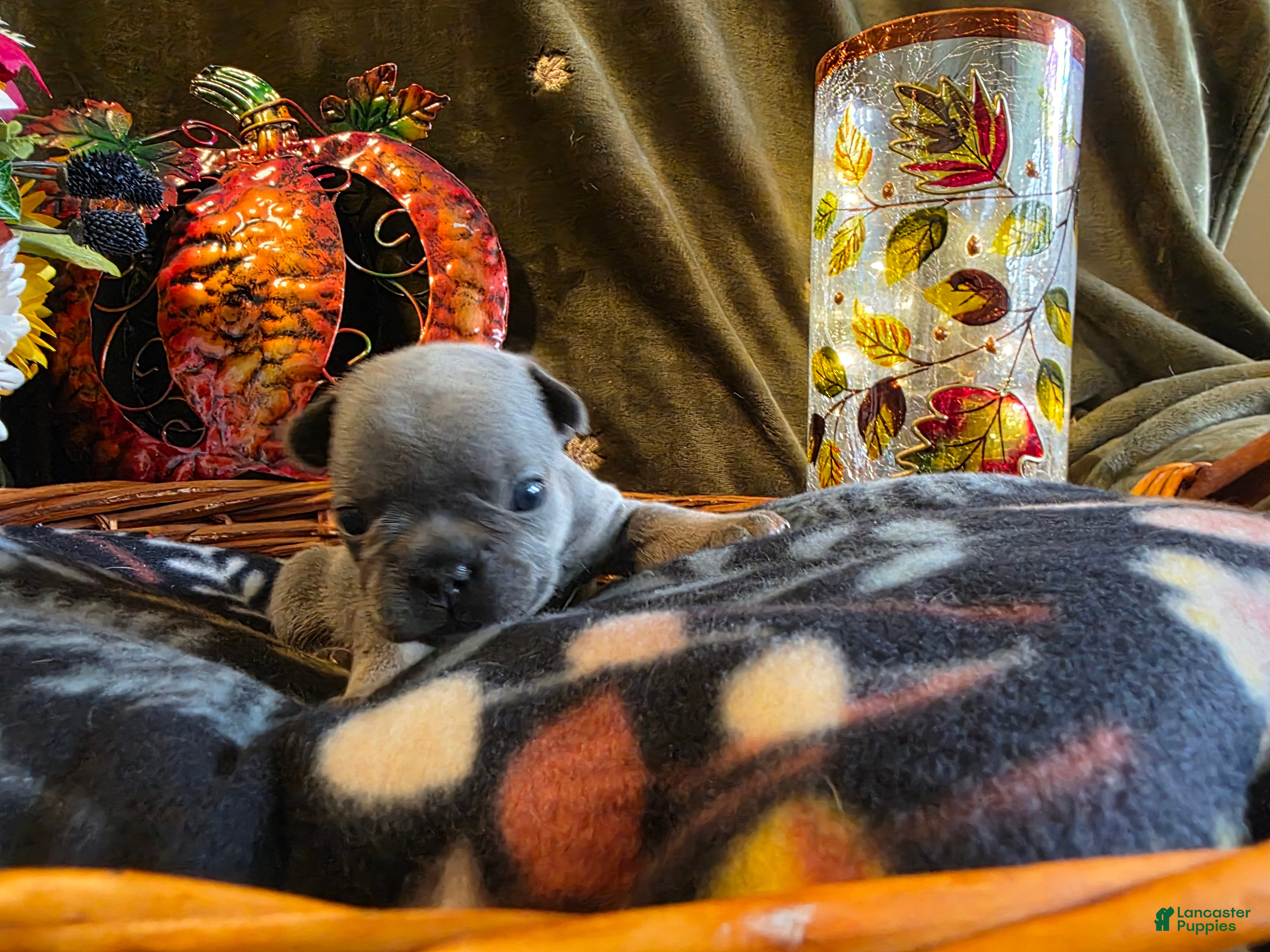 French Bulldog dogs Autumn  - Ad 22