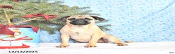 Pug dogs for sale: Goldie - Ad 2