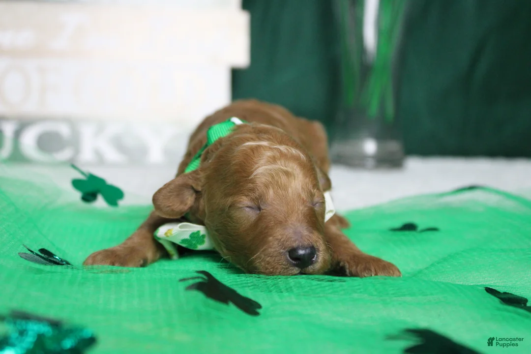 Miniature Poodle dogs for sale: Rufus  - Ad 7