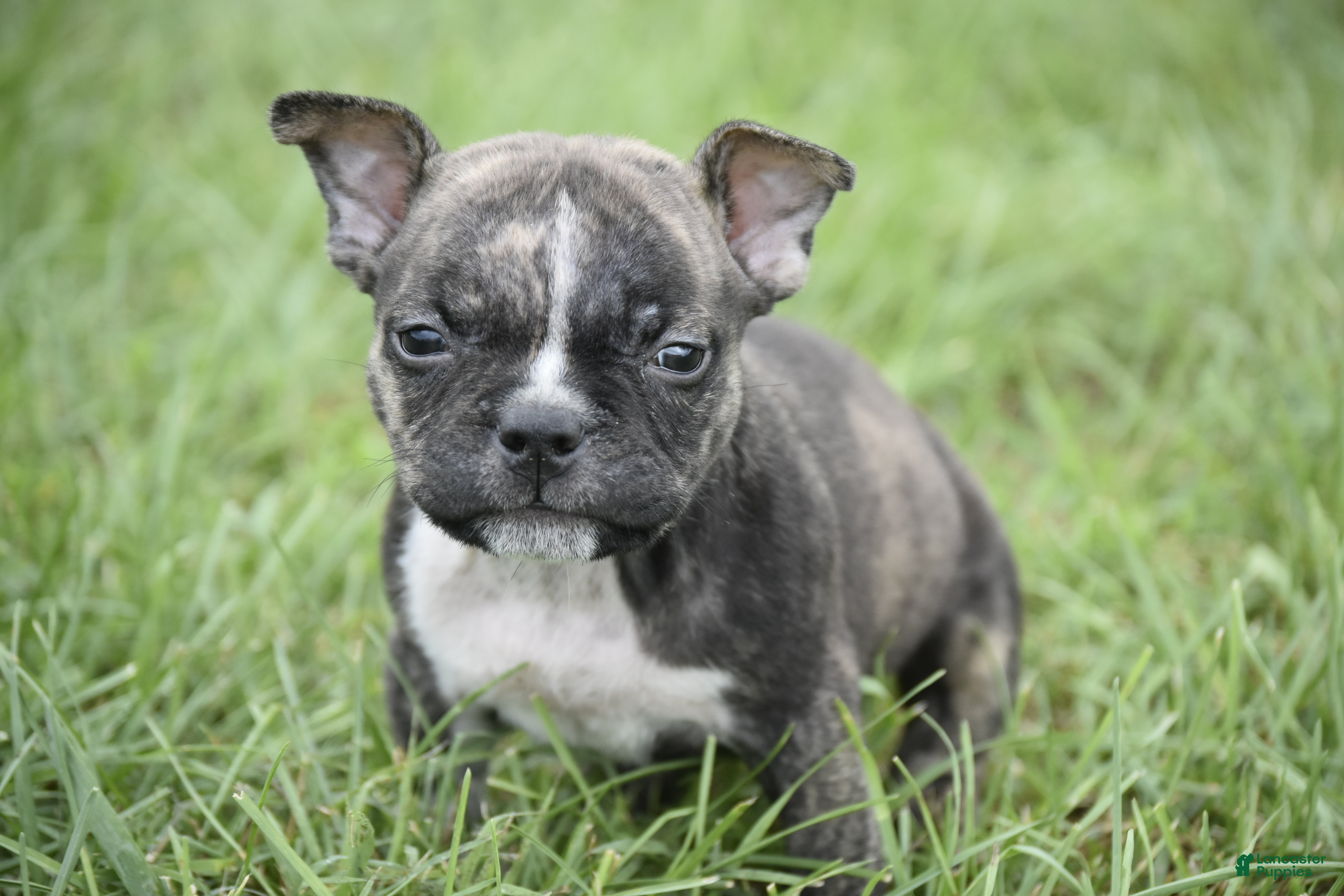 American Bully dogs American Bully 2 - Ad 5