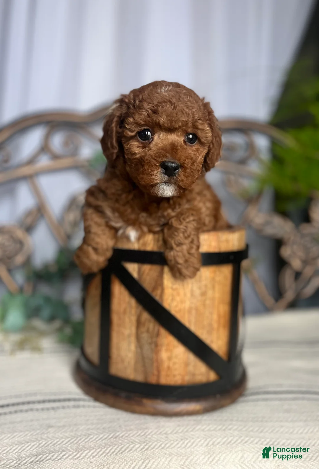 Miniature Poodle dogs for sale: Lil Muffin Top❤️🐾AKC Genetic Health Tested❤️🐾Call 717-529-1907 - Ad 4