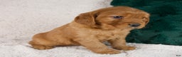 Mixed Breed dogs for sale: Moose - Ad 5