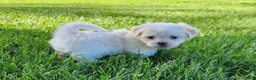 Teddy Bear dogs for sale: Bullet - Ad 7