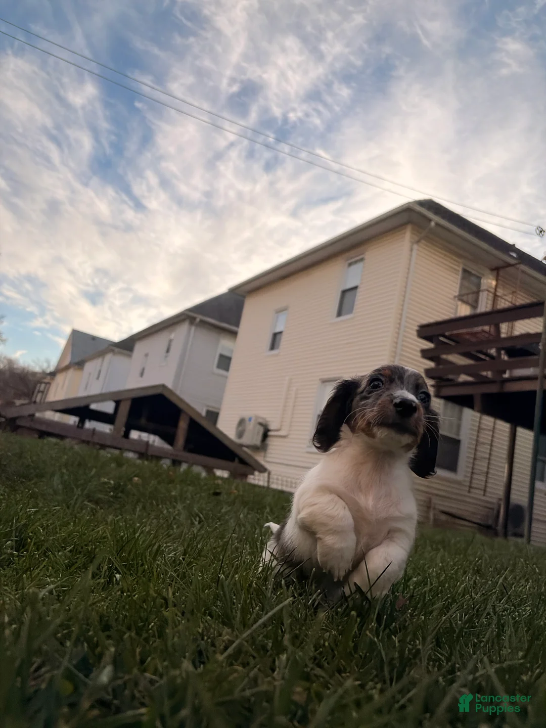 Miniature Dachshund dogs for sale: Frost - Ad 8