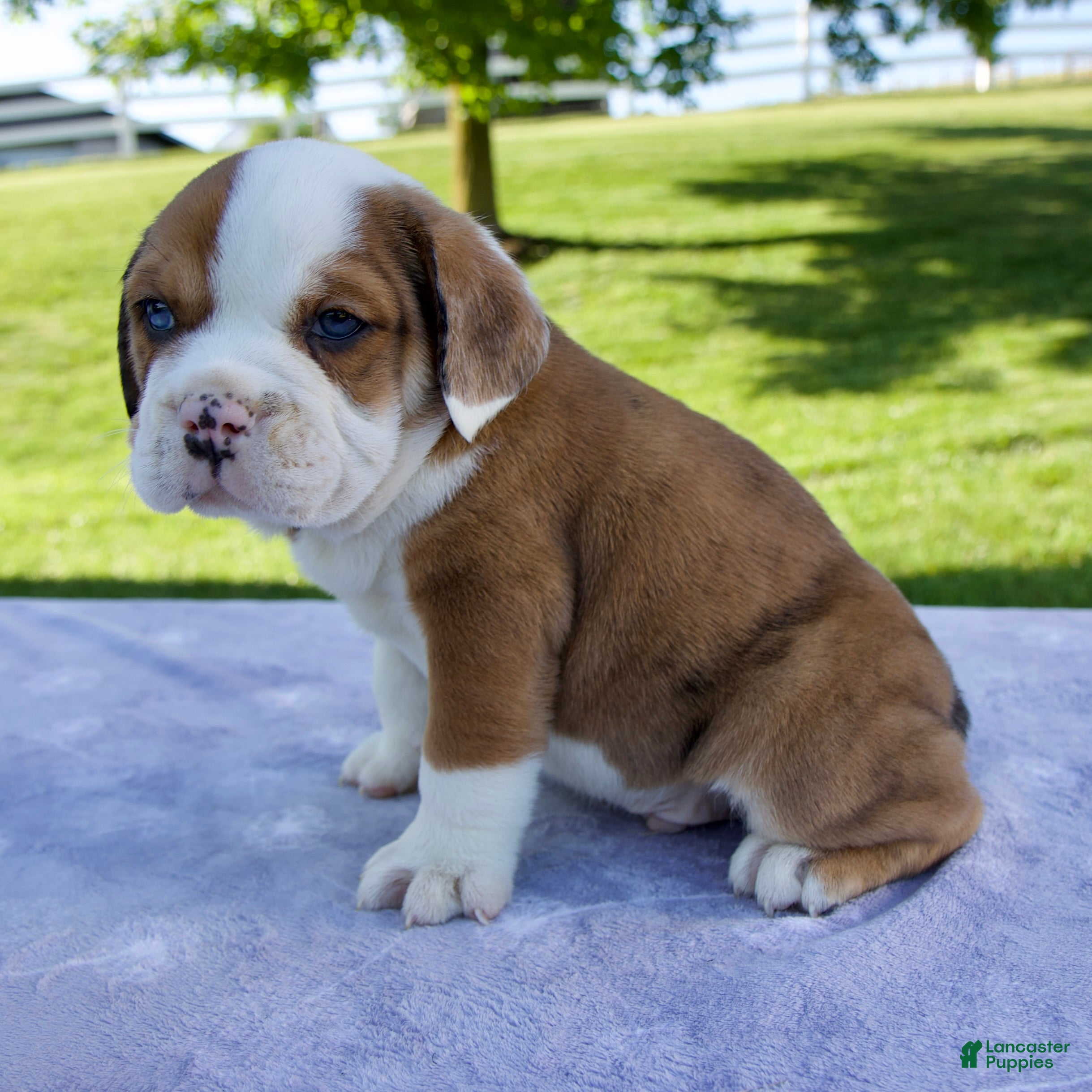 Beabull dogs for sale: Cole - Ad 4