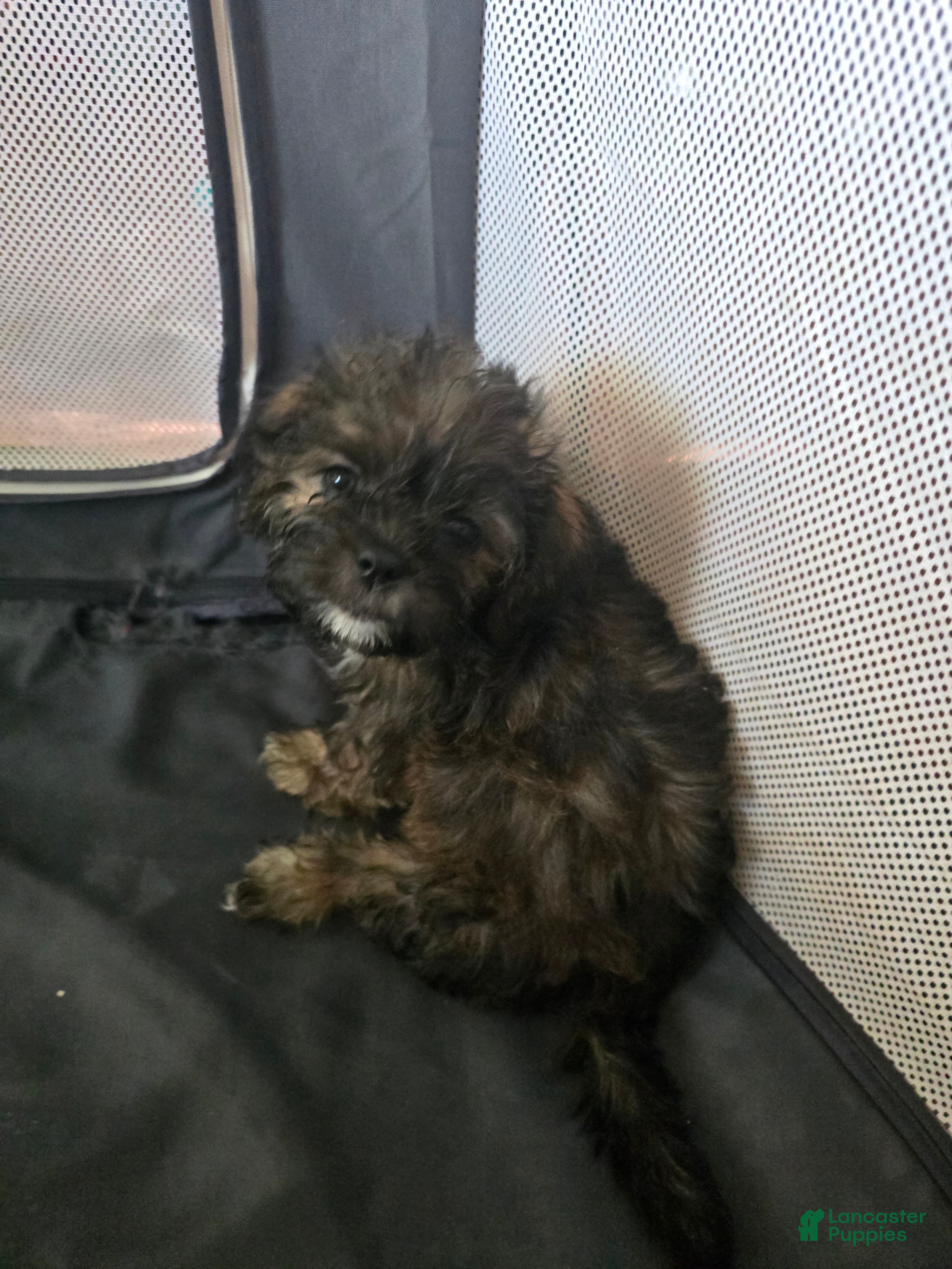 Shorkie dogs Shorkie 3 - Ad 40