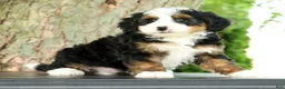 Mini Bernedoodle dogs for sale: Frisco - Ad 2