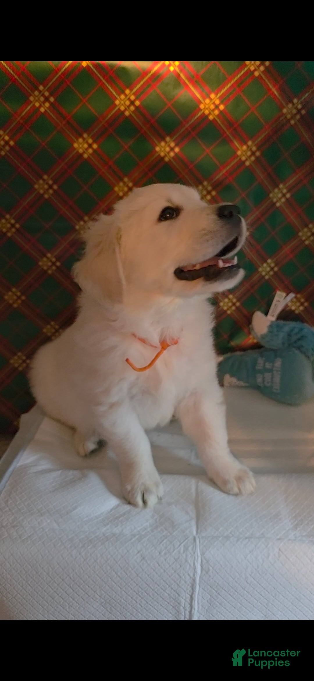 Golden Retriever dogs Sirri - Ad 13