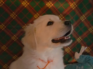 Golden Retriever dogs Sirri - Ad 13