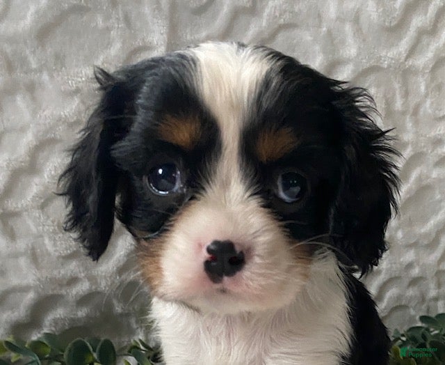 Cavalier King Charles Spaniel dogs Gizmo-Black tricolor - Ad 10