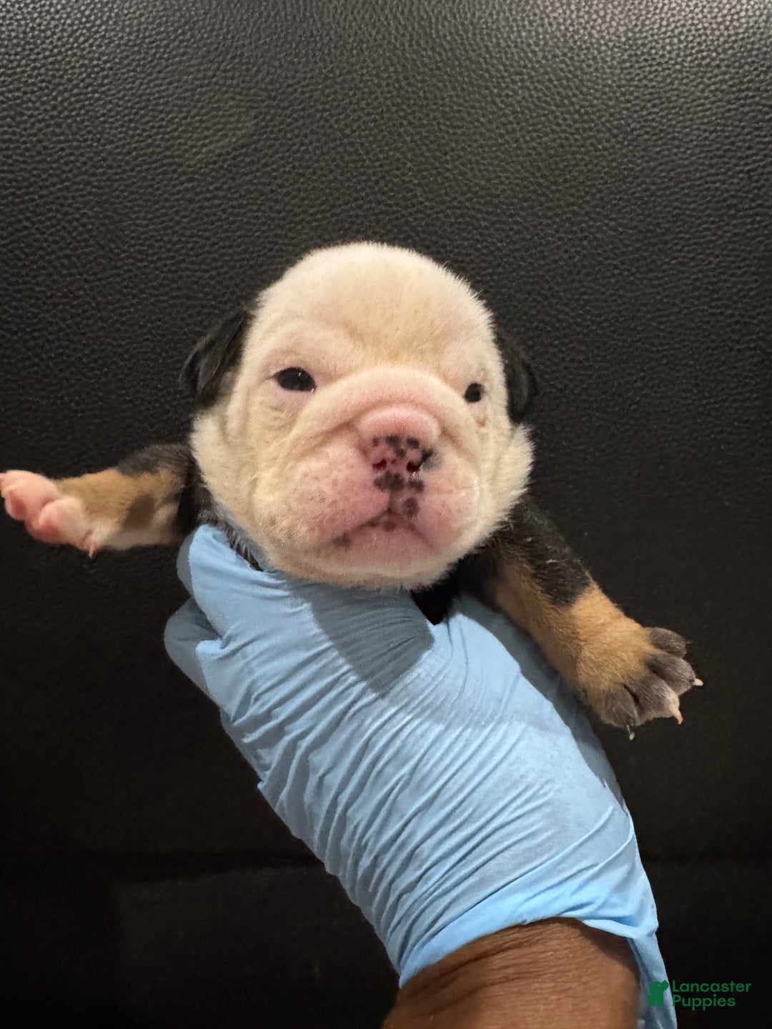 English Bulldog dogs for sale: Pokerface - Ad 1