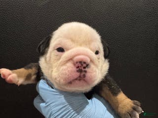 English Bulldog dogs Pokerface - Ad 32