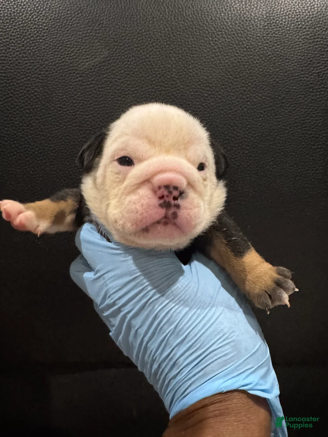 English Bulldog dogs for sale: Blackjack  - Ad 9