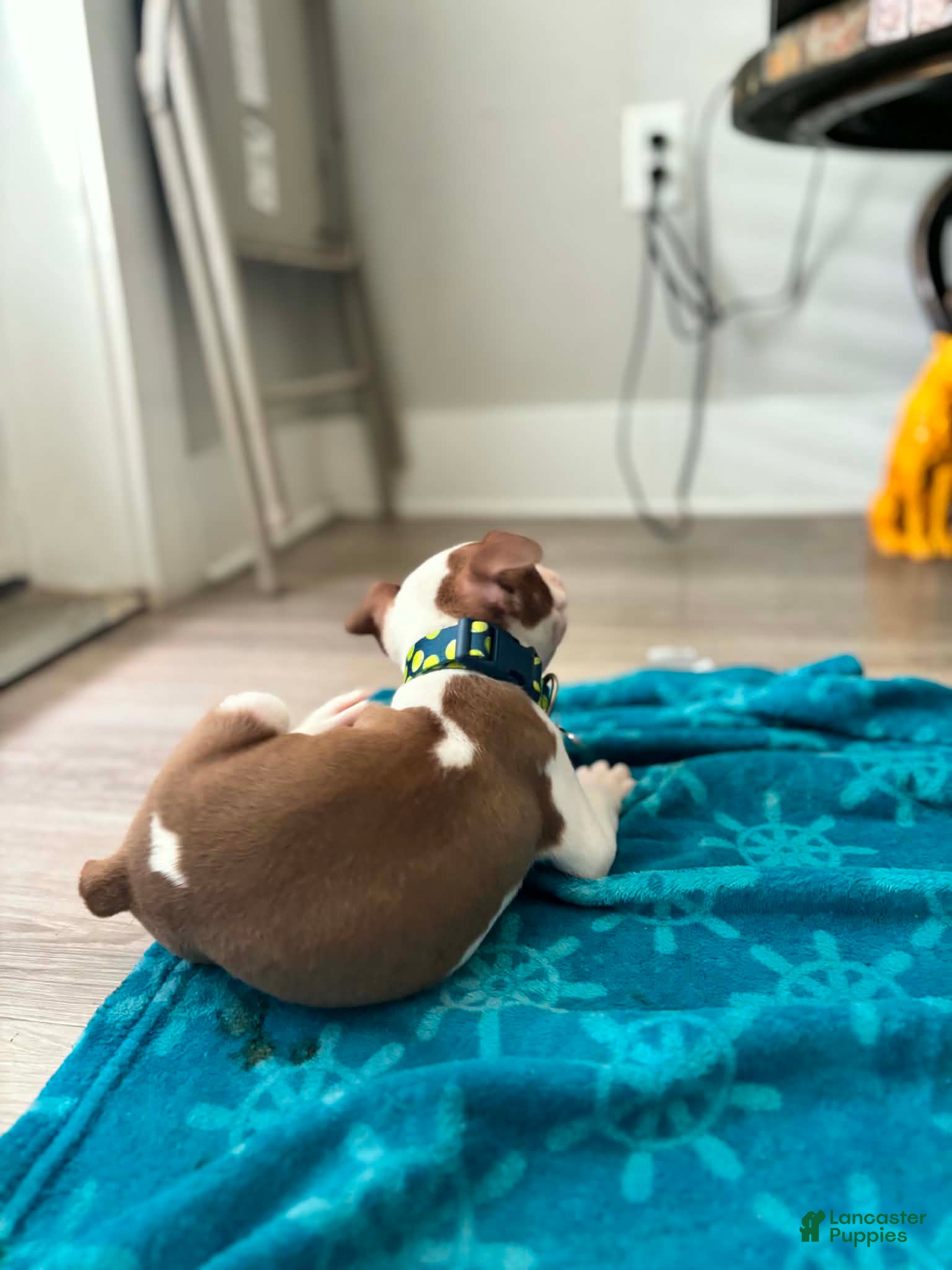 Boston Terrier dogs for sale: Boston Terrier Puppy 2 - Ad 4