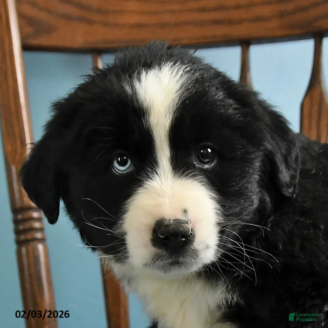 Miniature Australian Shepherd dogs for sale: Chloe - Ad 3
