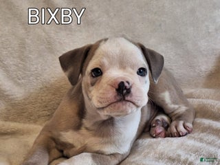 Olde English Bulldogge dogs - Ad 27