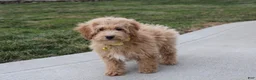 Bichpoo dogs for sale: Rowan - Ad 4