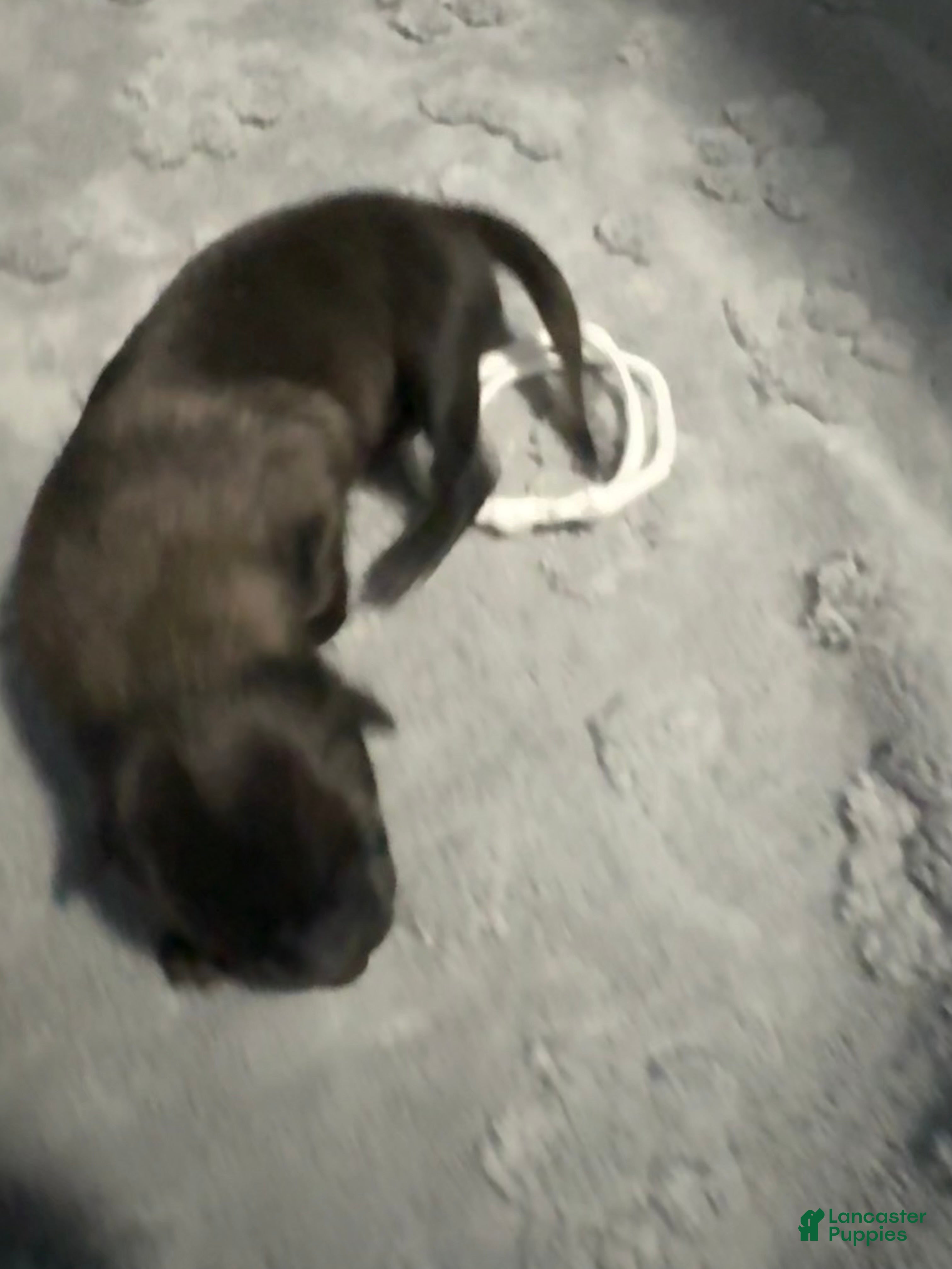 Belgian Malinois dogs for sale: White Collar - Ad 1