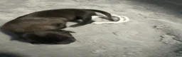 Belgian Malinois dogs for sale: White Collar - Ad 1