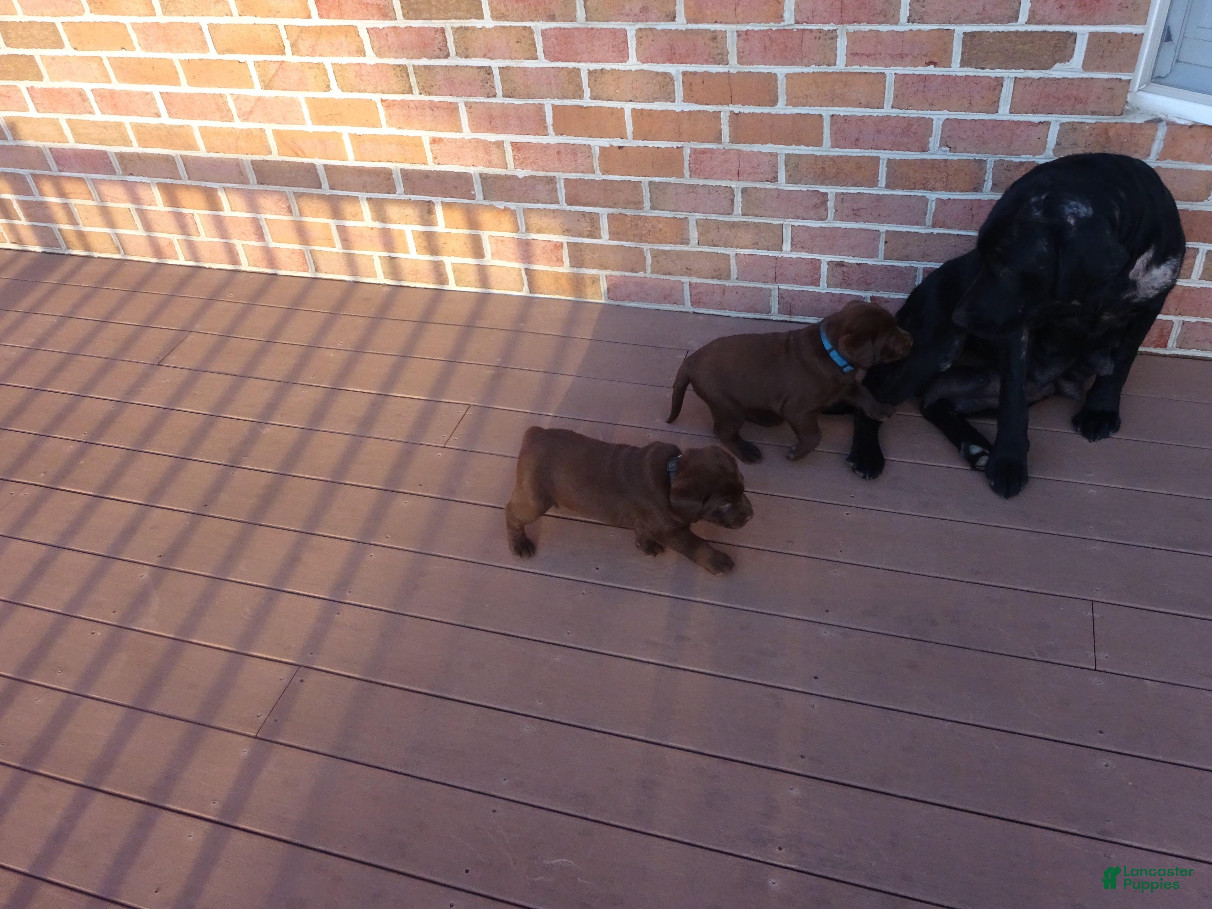 Labrador Retriever dogs Volet  - Ad 2