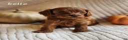 Cavapoo dogs for sale: Belle - Ad 8