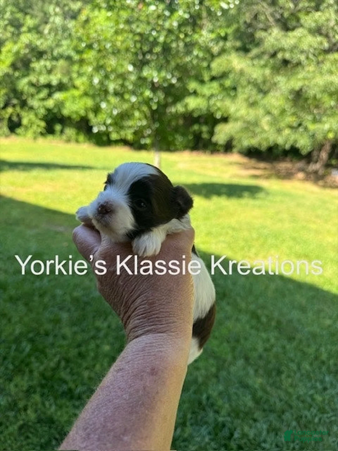 Yorkshire Terrier dogs for sale: ISABELL - Ad 12