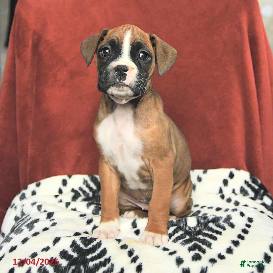 Boxer dogs for sale: Sugarplum - Ad 3