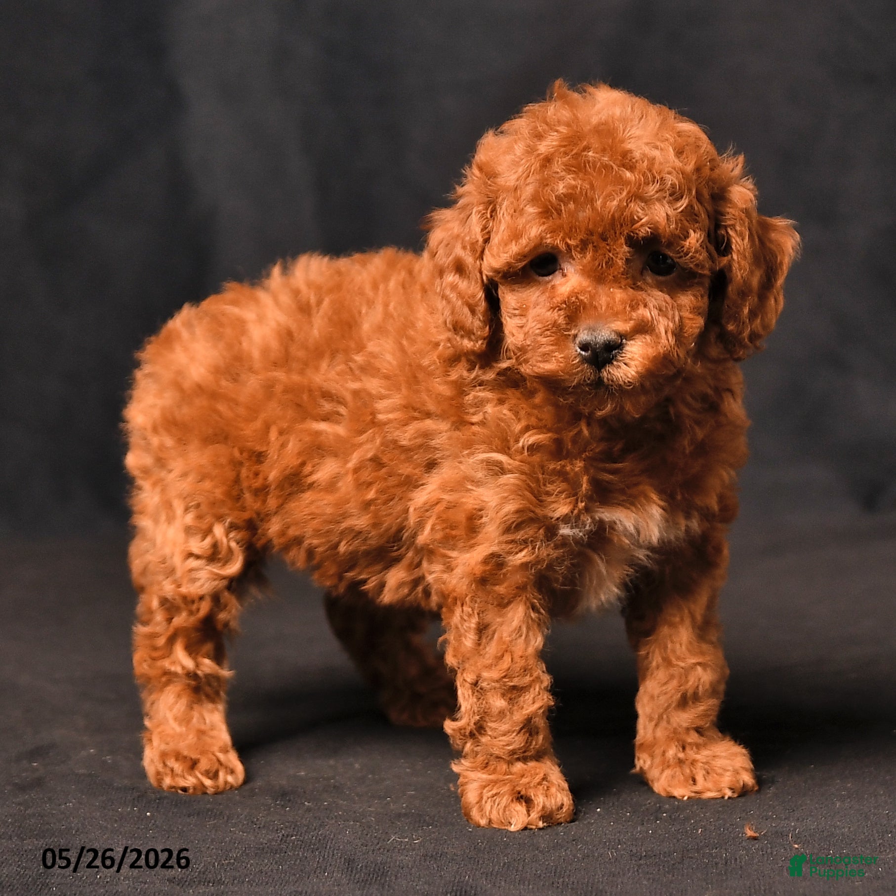Toy Poodle dogs Blossem - Ad 2
