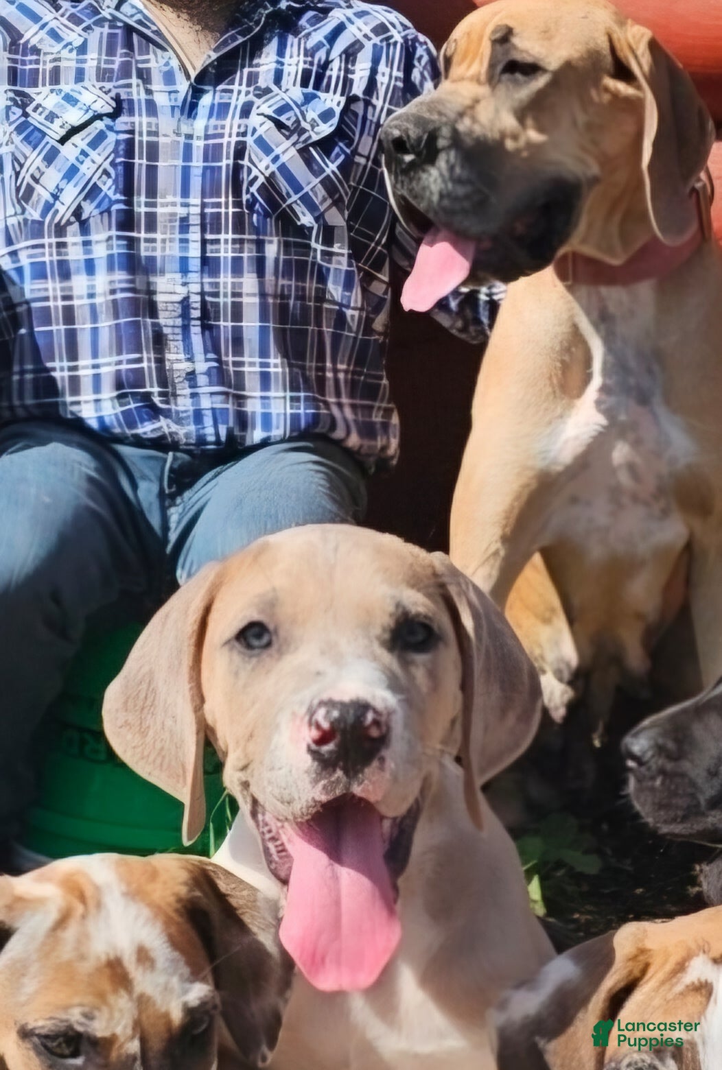 Great Dane dogs Lilac Merle Female - Ad 1