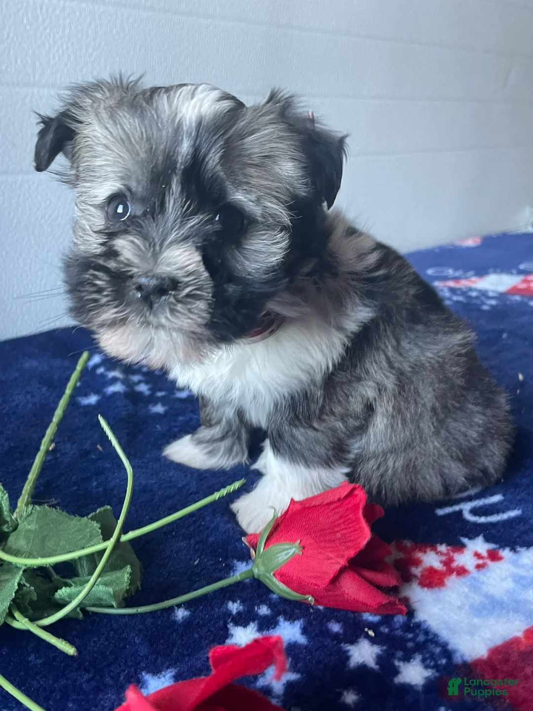 Havanese dogs for sale: Ziggy - Ad 4