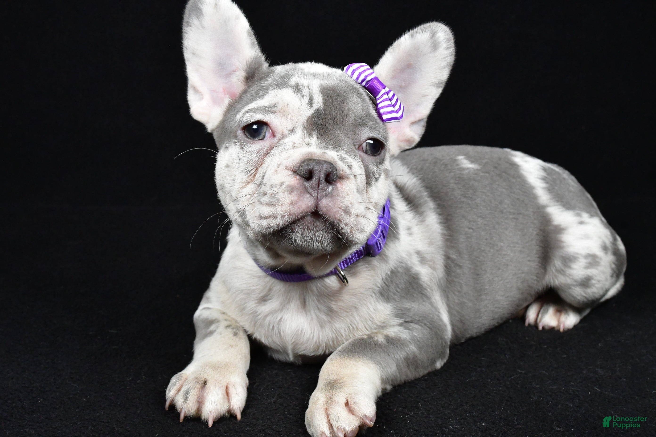 French Bulldog dogs Bailey  - Ad 17