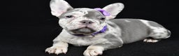 French Bulldog dogs for sale: Bailey  - Ad 1